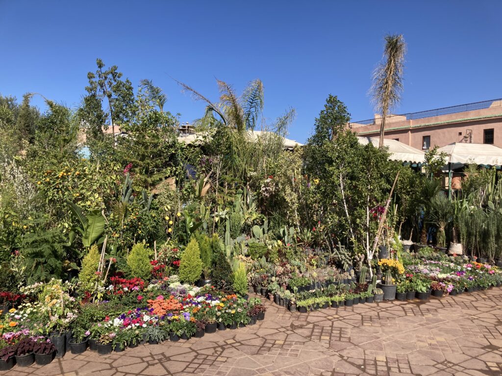 A view of a plant merchant in the Jemma El-Fnaa Square marketplace