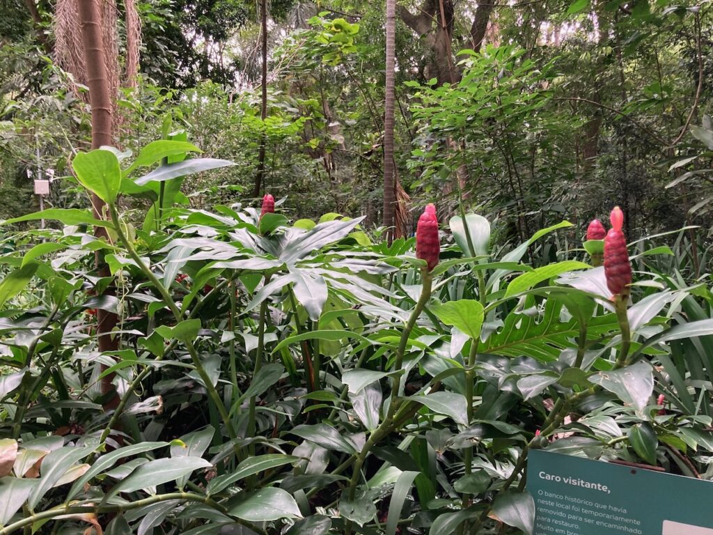 A view of Tenente Siqueira Campos Park - Trianon⁩, ⁨São Paulo, Brazil⁩