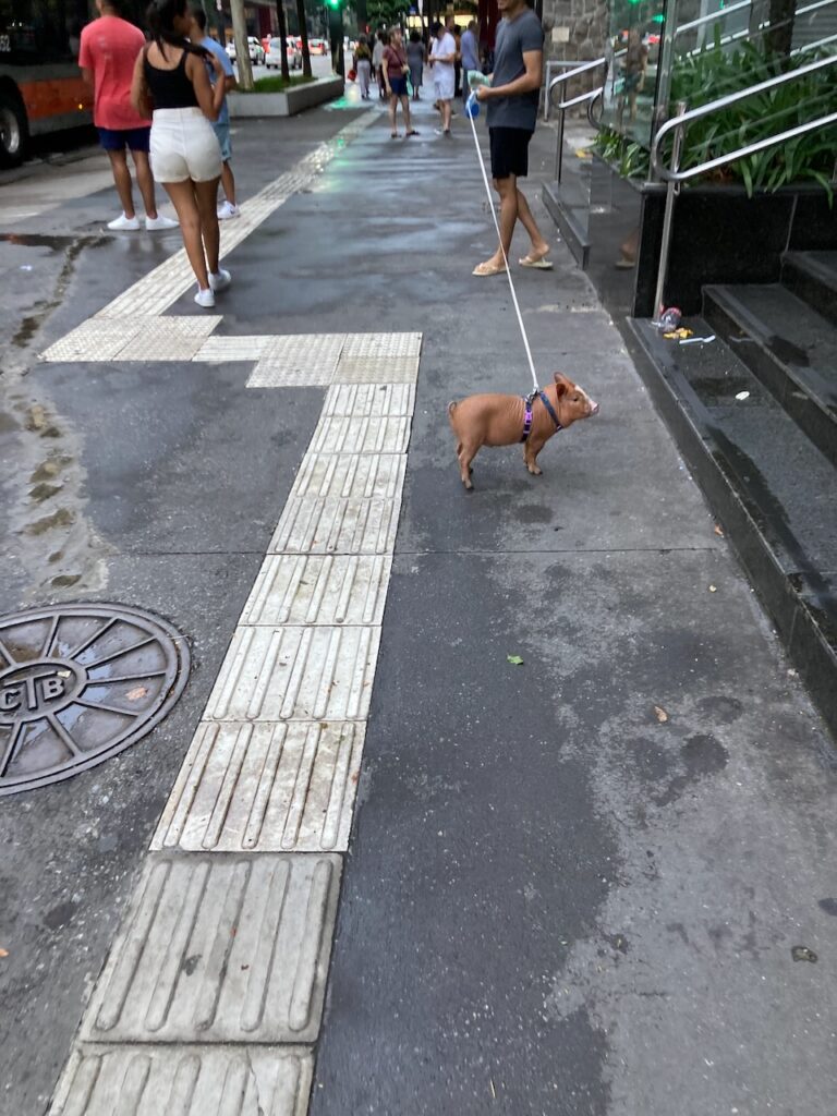 A view of someone walking their pet pig on Avenida Paulista in São Paulo, Brasil.