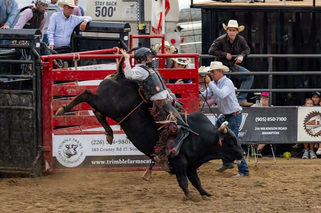 Bull riding, Kingsville Pro Rodeo, Woodslee, Ontario, 26 July 2025. By Chris Woodrich. Creative Commons Attribution-ShareAlike 4.0 International license via Wikimedia Commons